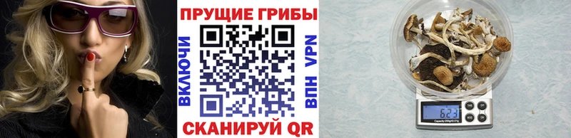 Галлюциногенные грибы Psilocybine cubensis  наркота  Боровичи 